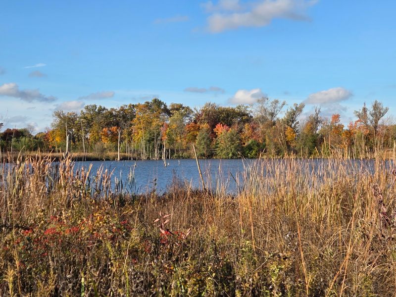 Middlefork Savanna Forest Preserve