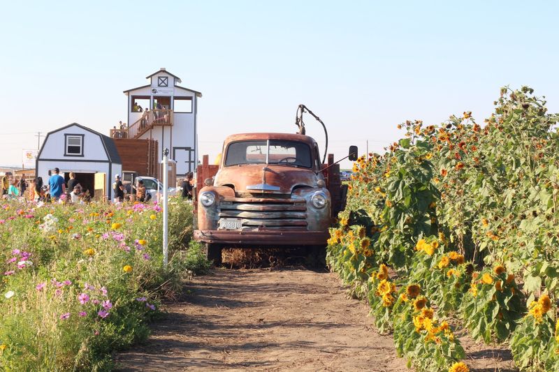 Middleton Farms, Pasco Middleton Farms, Pasco