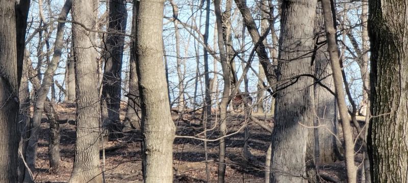 Forest Park Nature Center, Peoria