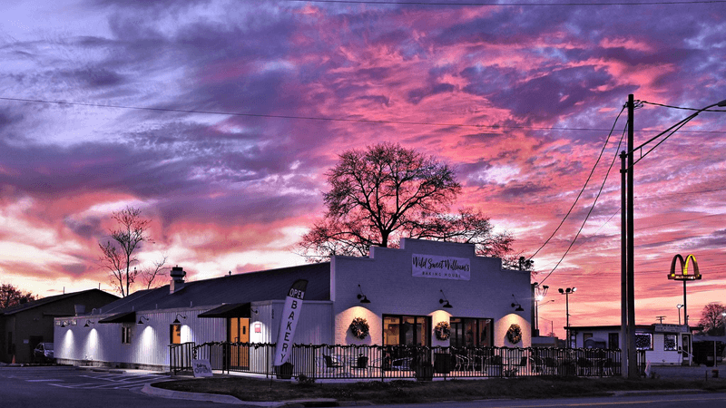 Wild Sweet William's — Searcy