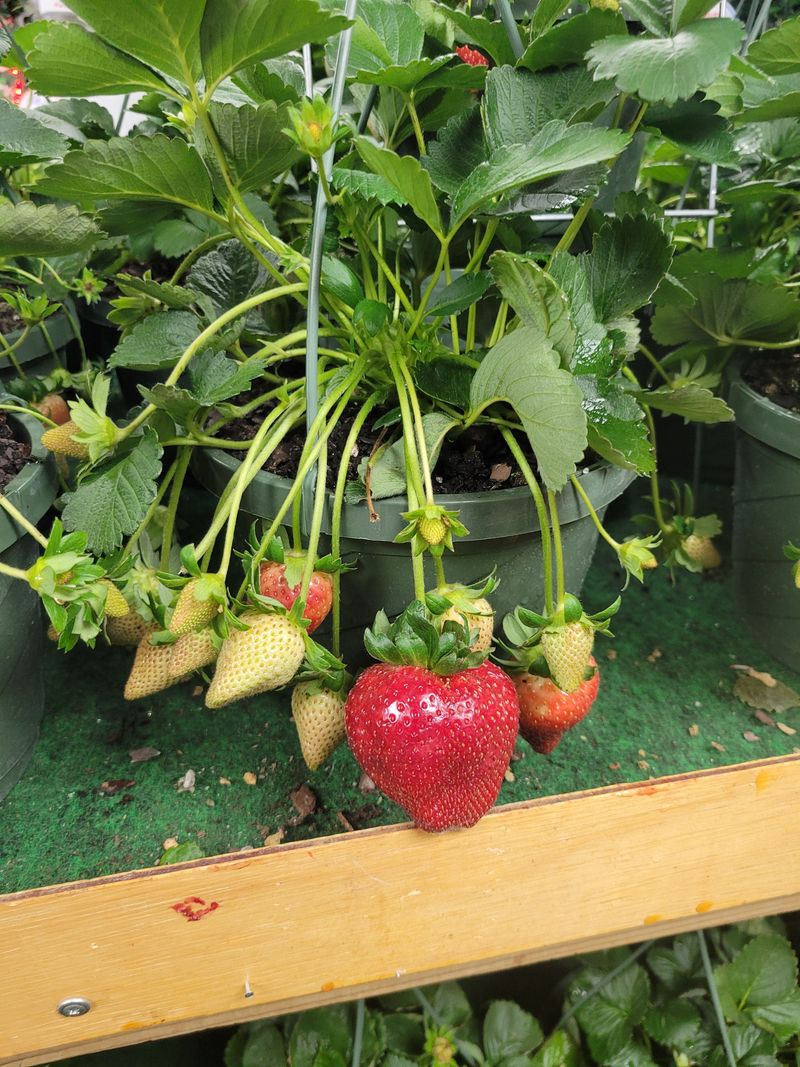 Strawberry Fields To Fork: Farm-Fresh Finds