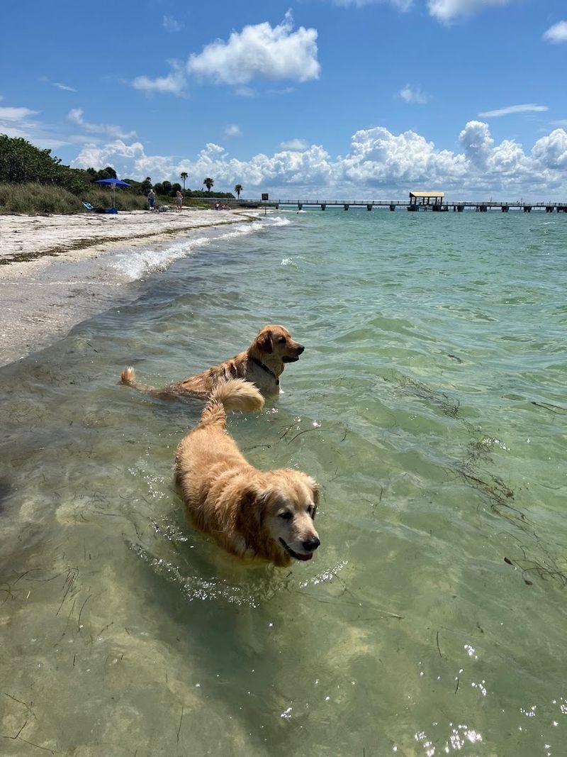 Dedicated Dog Beach Where Pets Play Freely