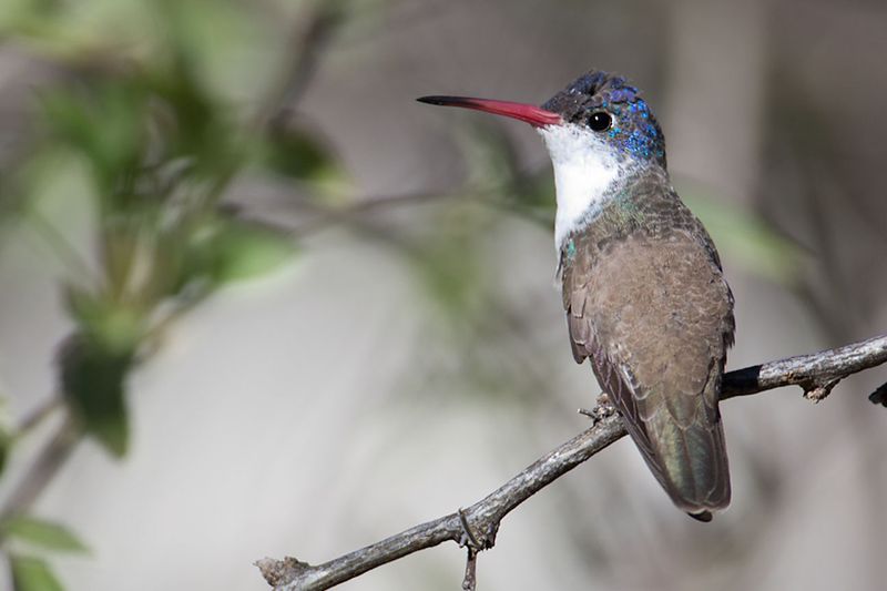 Ash Canyon Bird Sanctuary's Feeding Frenzy