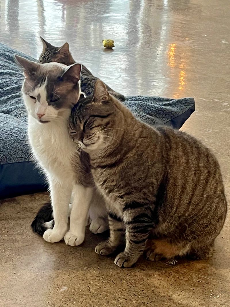 Start With Gentle Play, Not Pets