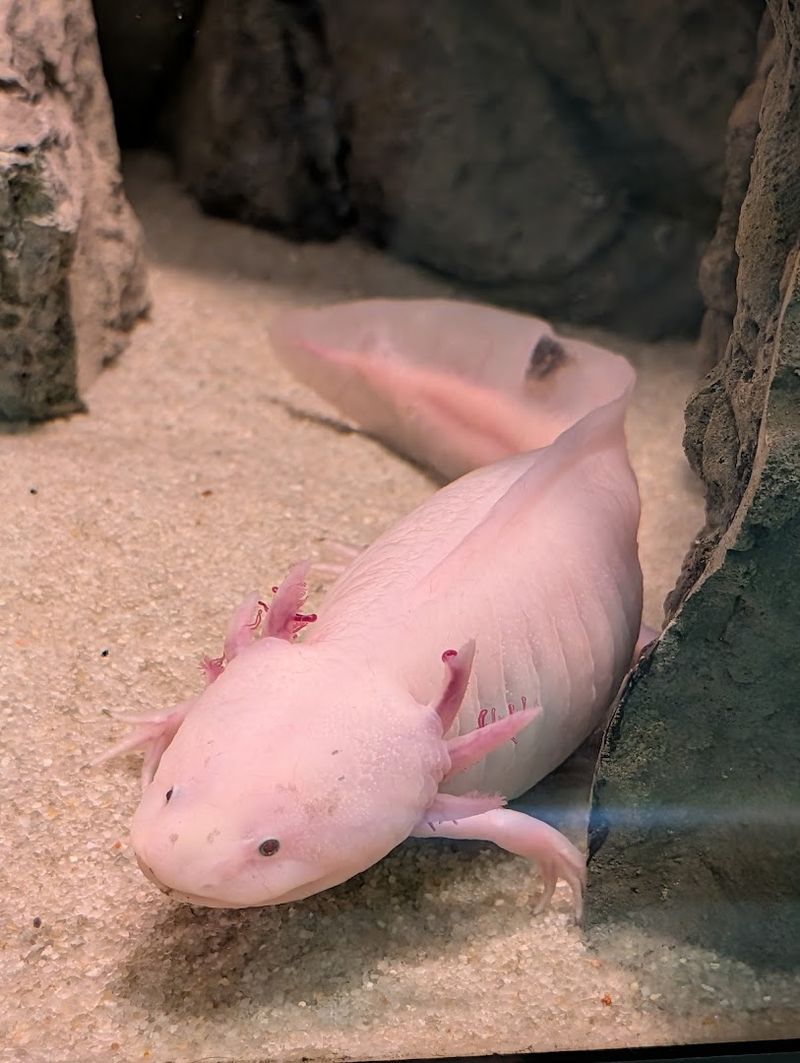 Savor Stillness By A Single Tank