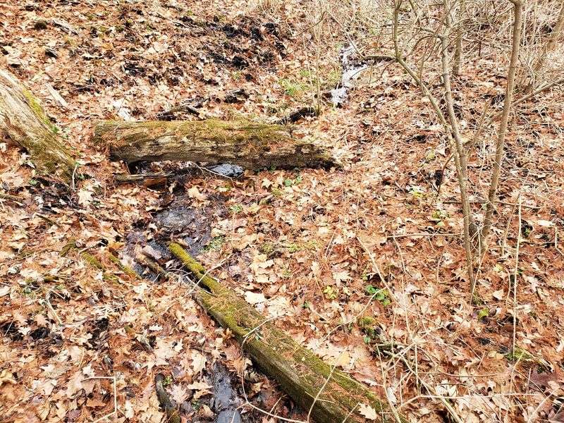 Mineral-rich groundwater shapes the fen