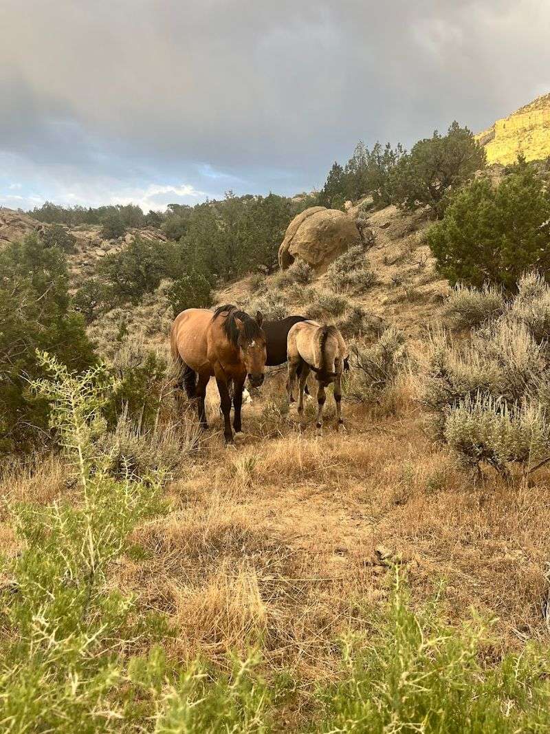 Trail Truths, No Drama