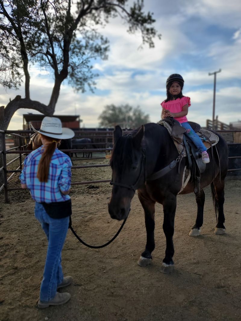 Miniature Ponies And Donkeys