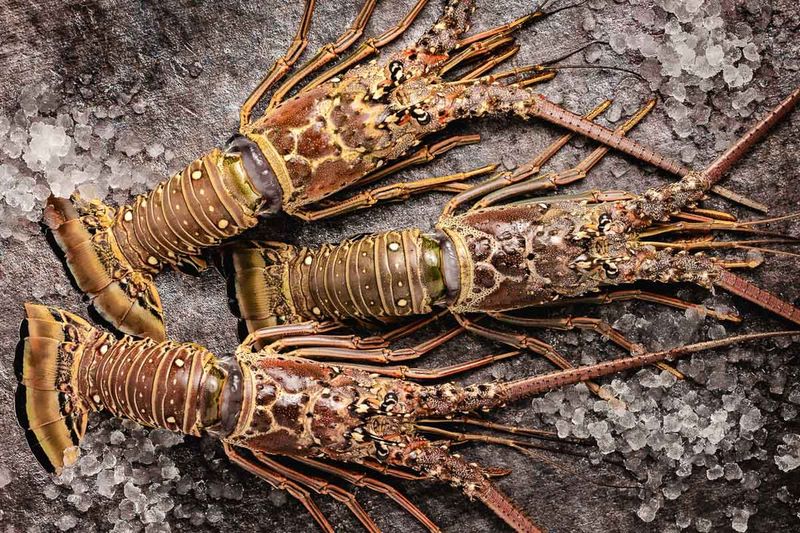 Spiny Florida Lobster: The Caribbean Crustacean
