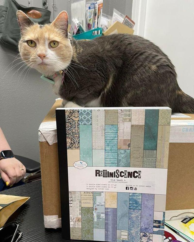 Misti the Store Kitty and a Family Feel