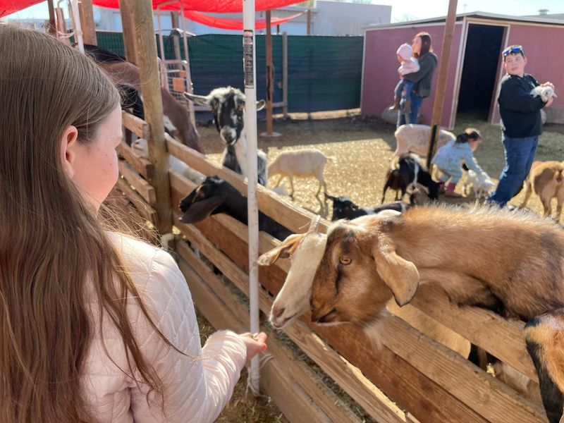 Mobile Petting Zoo And Community Events