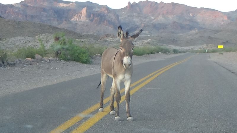 Mohave And Milltown Railroad Trail, Mojave Valley / Oatman Area