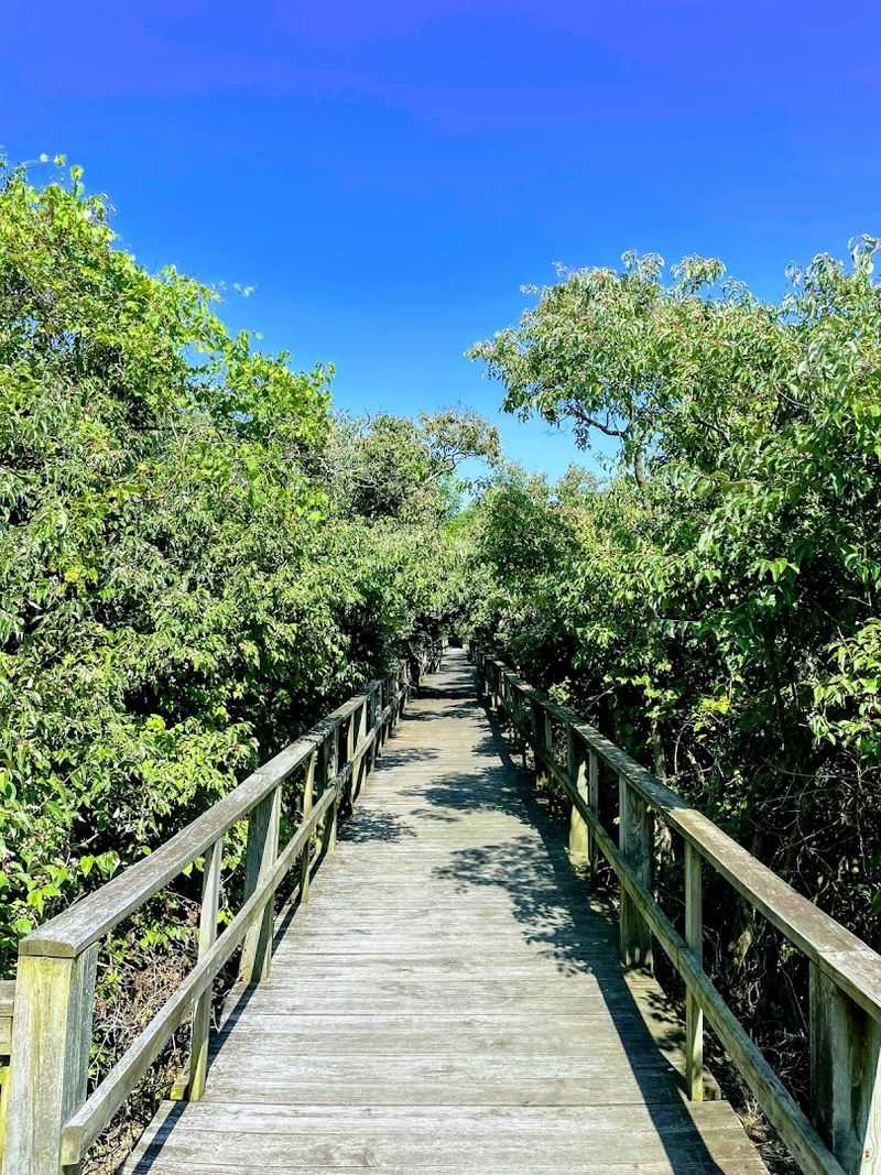 Magee Marsh Wildlife Area, Oak Harbor, Ohio