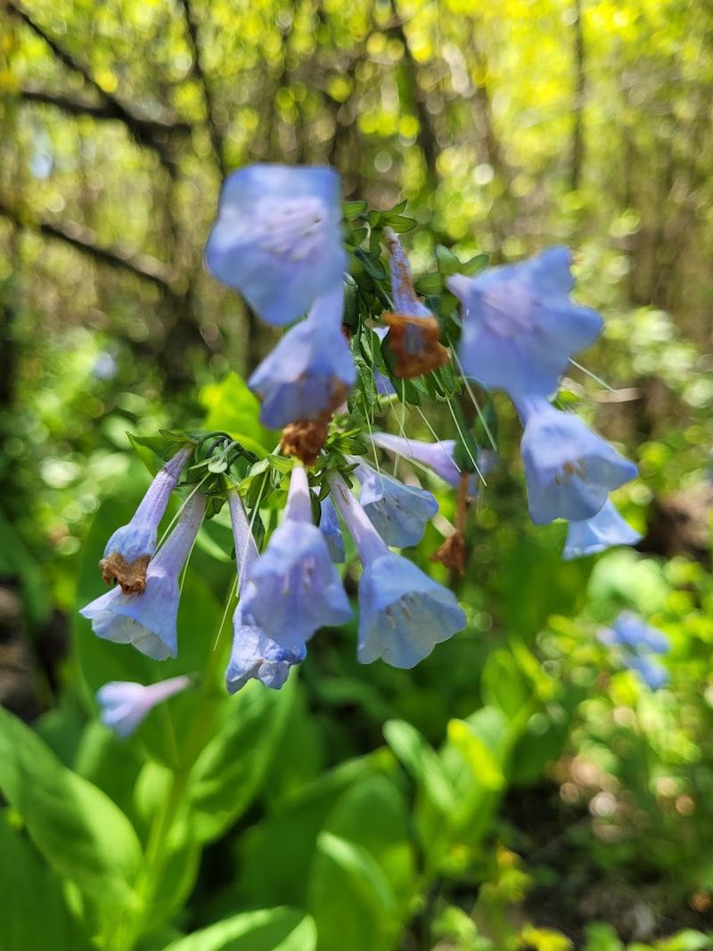 Spring Ephemerals Bloom And Vanish Within A Few Weeks