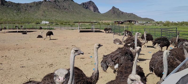 Monster Truck Tours and the Art of Ostrich Fishin'