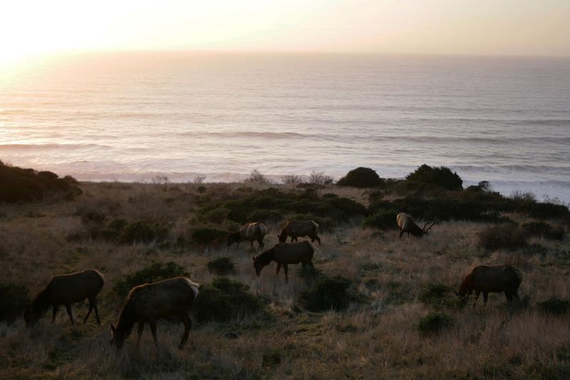 Sinkyone Wilderness State Park