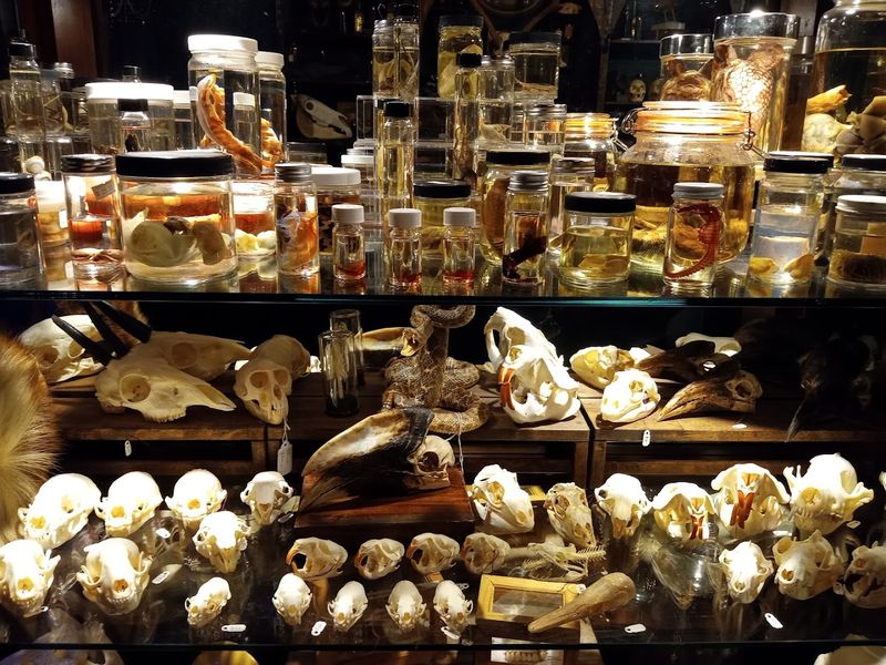 Preserved Animal Specimens And Taxidermy That Defy Expectations