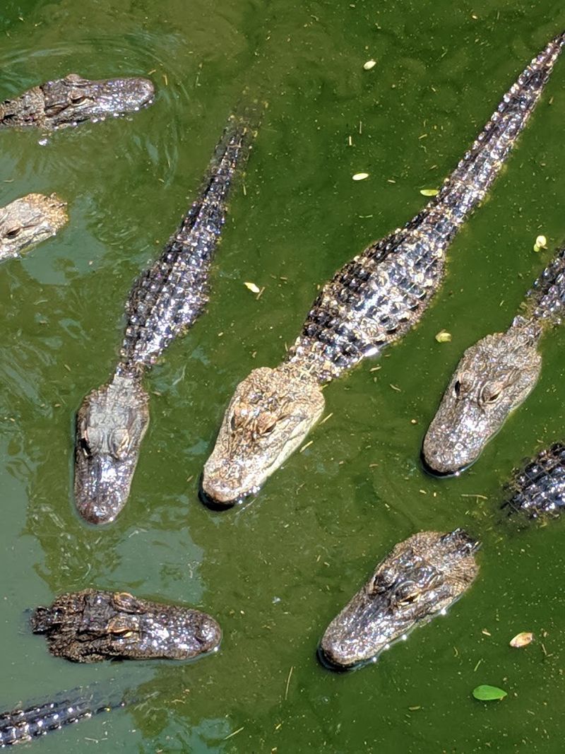 Critchlow Alligator Sanctuary, Athens