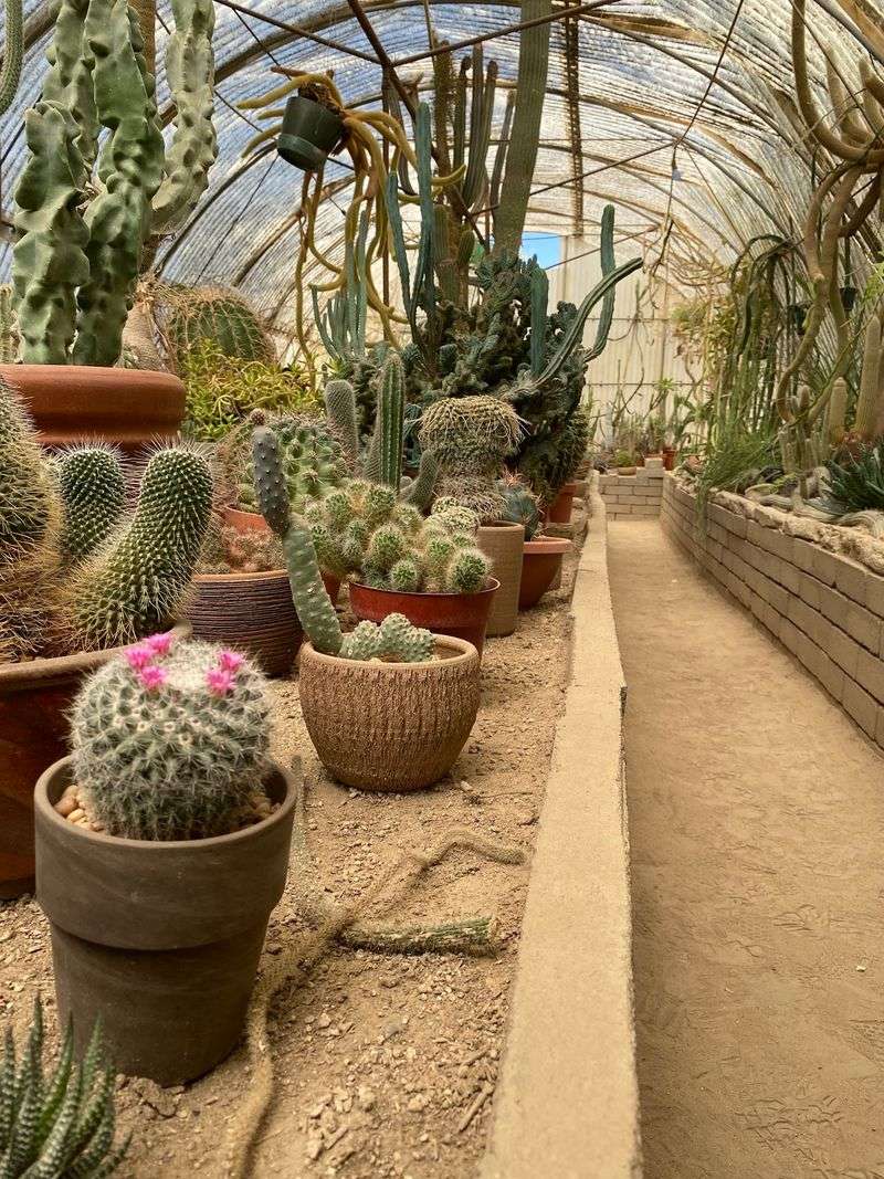 Moorten Botanical Garden