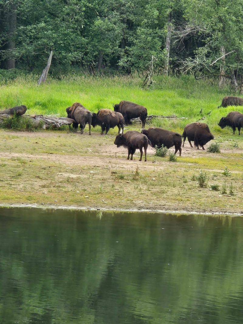 Moose, Bison, And Caribou You Rarely See Elsewhere