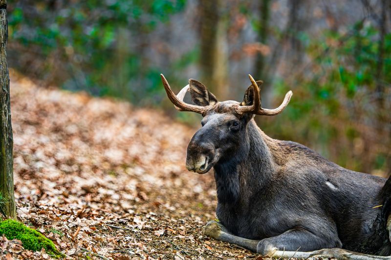 Moose Country Starts Here
