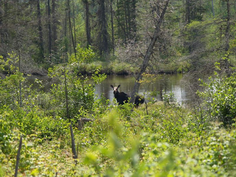 Moose Sightings In Real Maine Wilderness