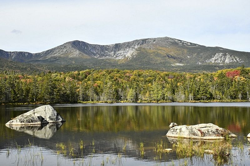 Moose Sightings Near Quiet Ponds Moose Sightings Near Quiet Ponds