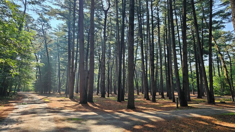 Sand Ridge State Forest, Forest City