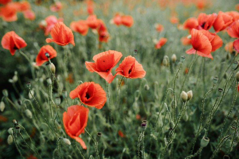 Tips For Planning The Arizona Poppy Road Trip