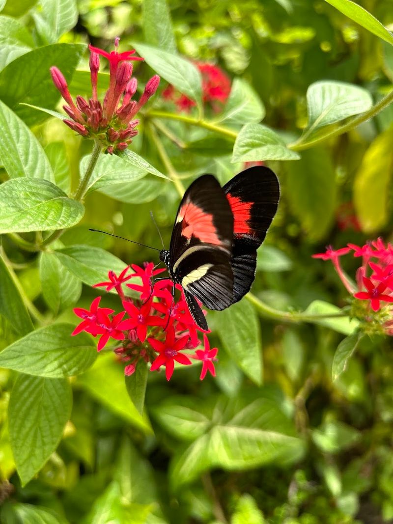 More Than 20,000 Butterflies Call This Place Home