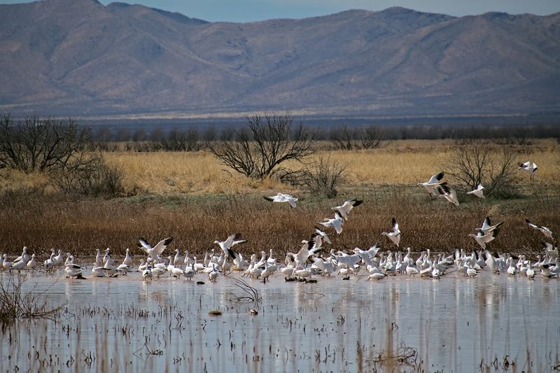 More Than Cranes: A Cast of Winged Neighbors