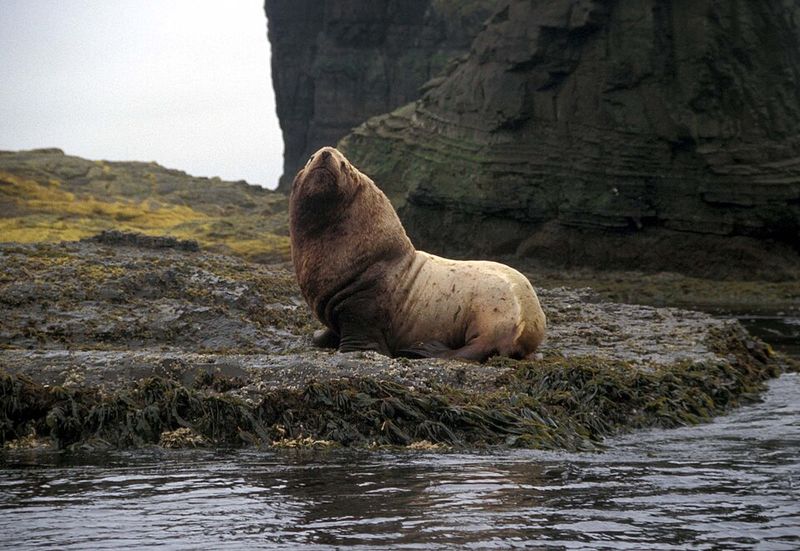 More Than Just Walruses