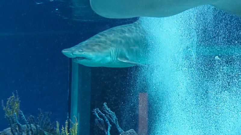 More Than a Dozen Kinds of Sharks