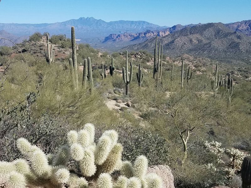 More Wildlife Beyond the Horses