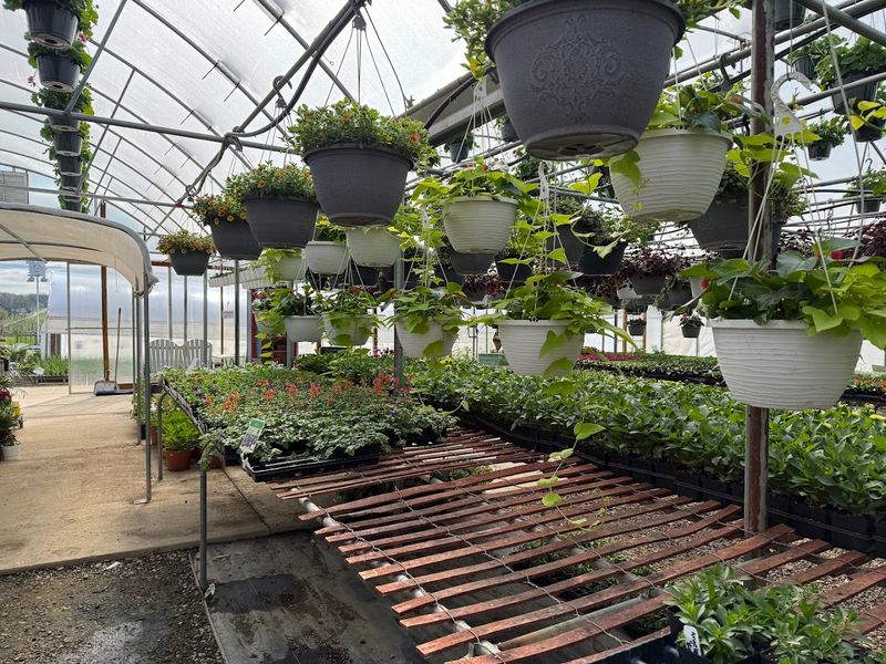Moreland Fruit Farm & Farm Market, Wooster