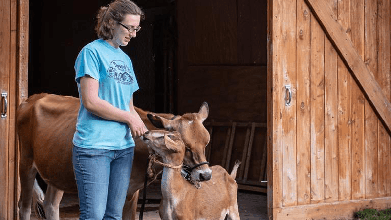Morning Chores Around The Barn Morning Chores Around The Barn