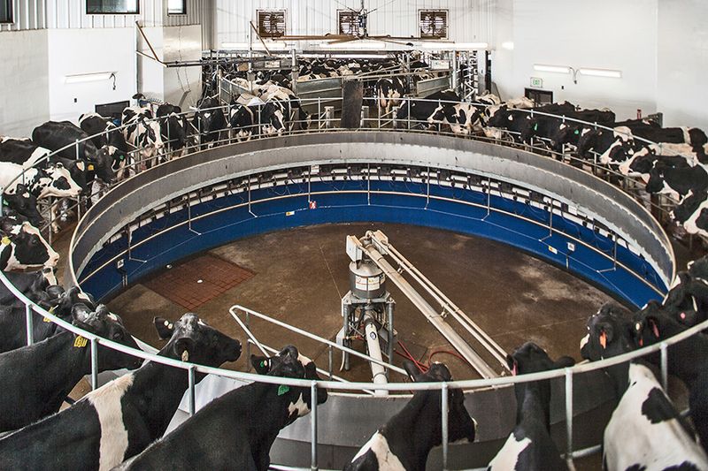 Morning Fresh Dairy Farm Tour