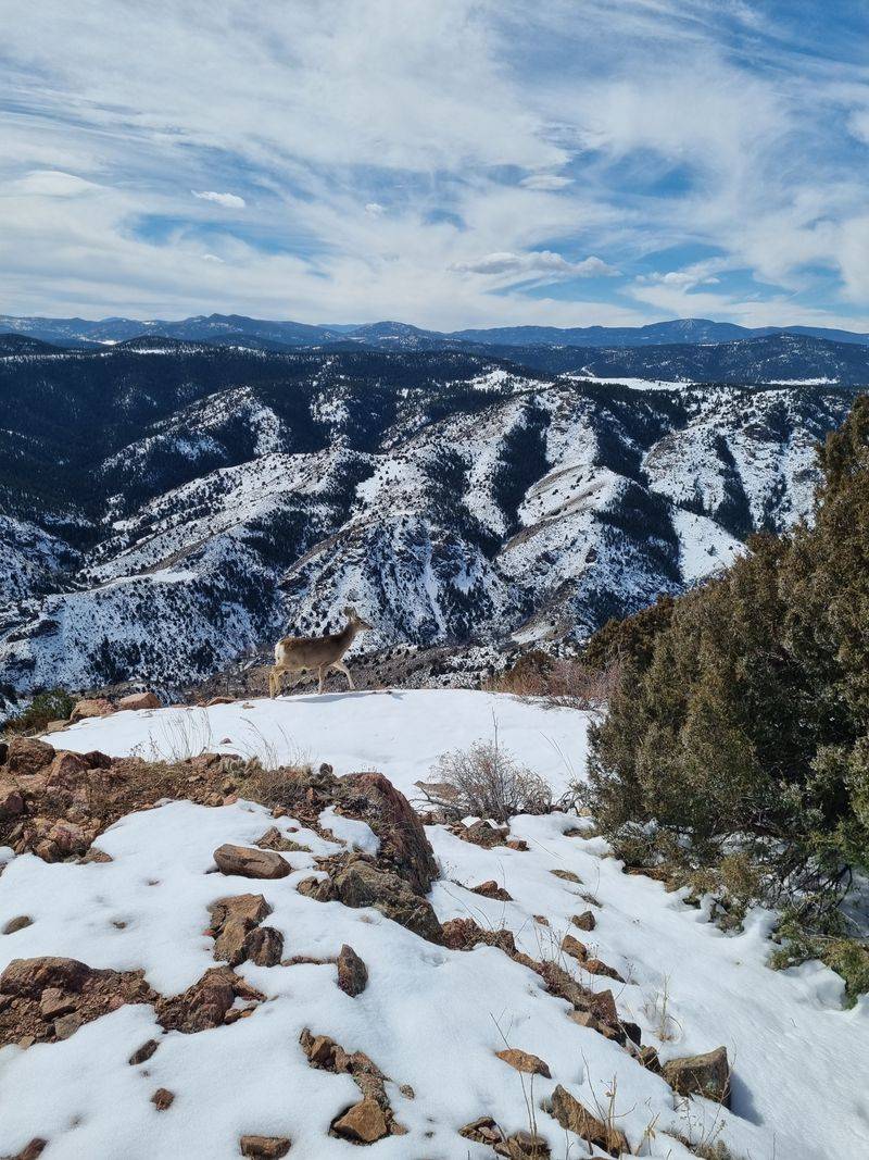 Mount Morrison Trail