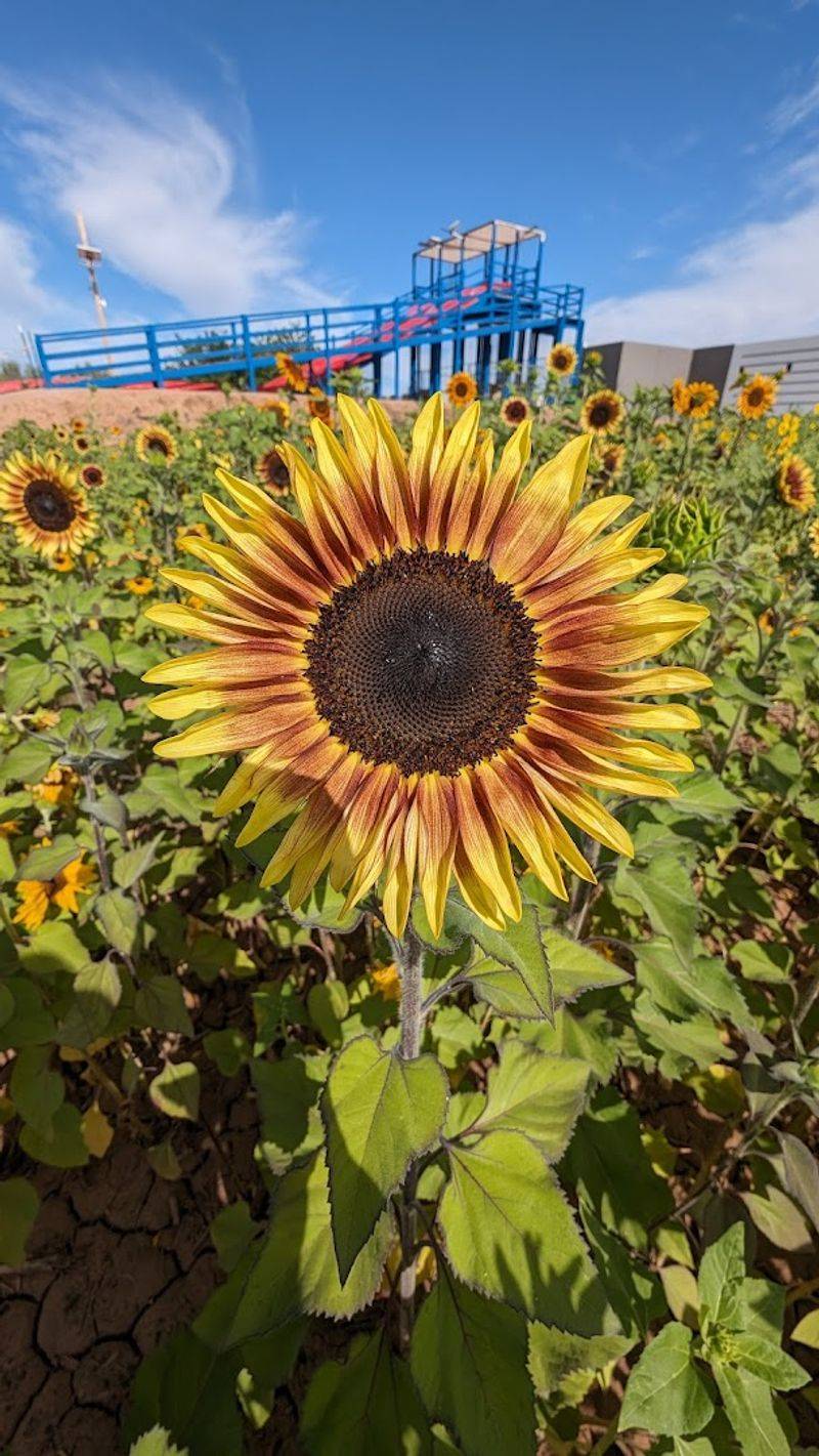 Vertuccio Farms, Mesa