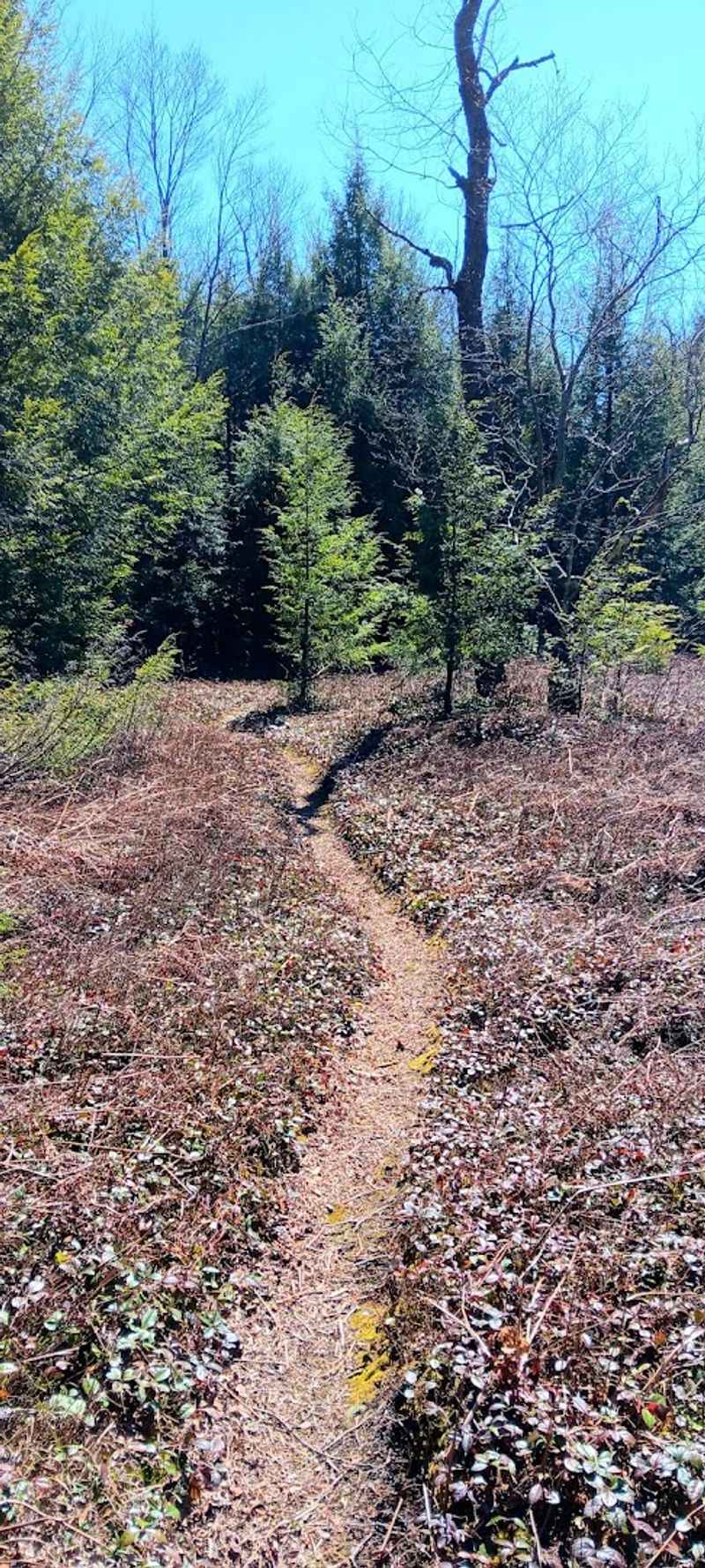 Moss-Hanne Trail, Black Moshannon State Park Moss-Hanne Trail, Black Moshannon State Park