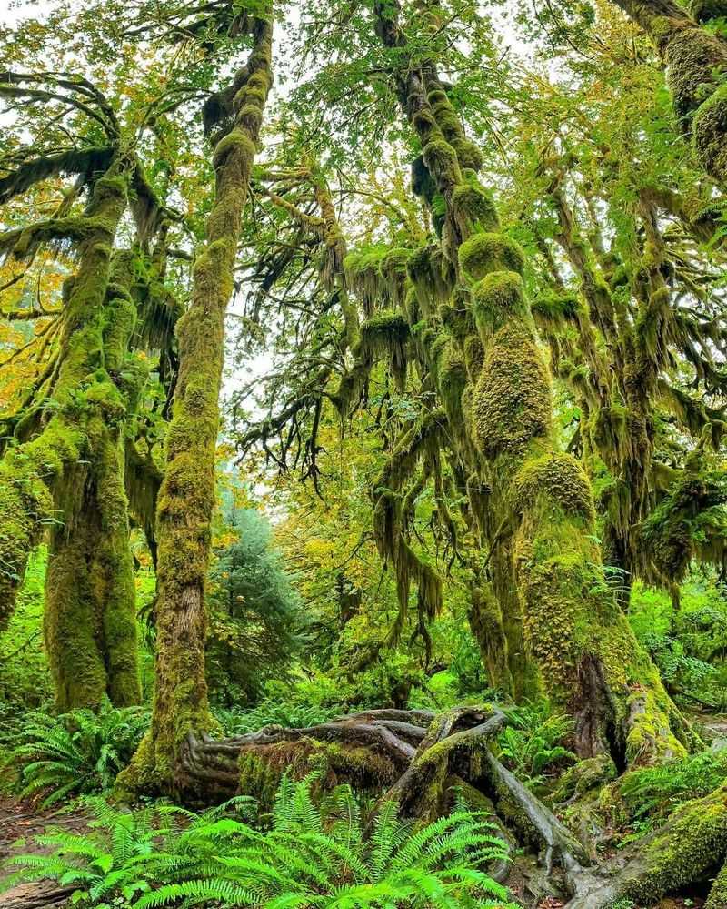 Moss So Thick It Earns Its Own Name