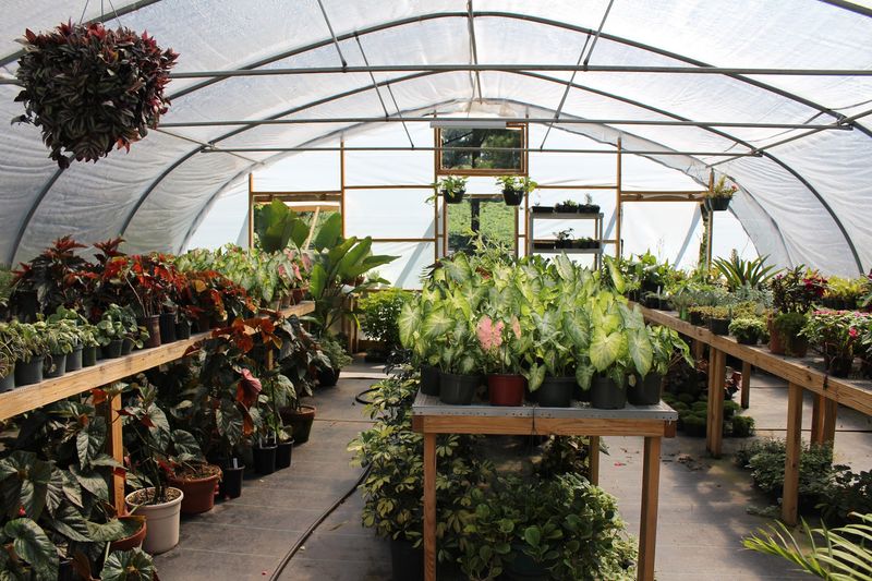 Mossy Corner Nursery And Country Market
