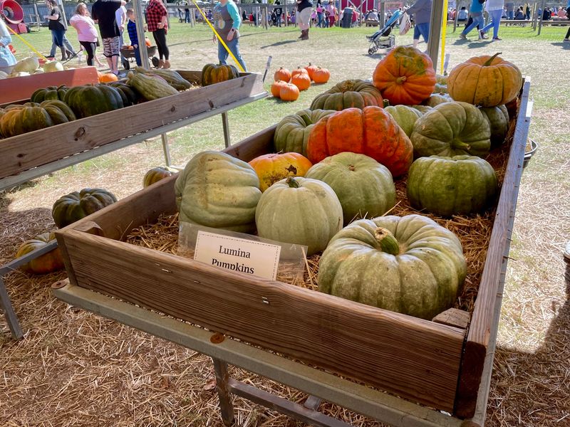 Motley's Pumpkin Patch, Little Rock Motley's Pumpkin Patch, Little Rock