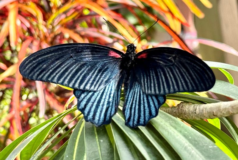 Butterfly Rainforest — Florida Museum of Natural History (Gainesville)