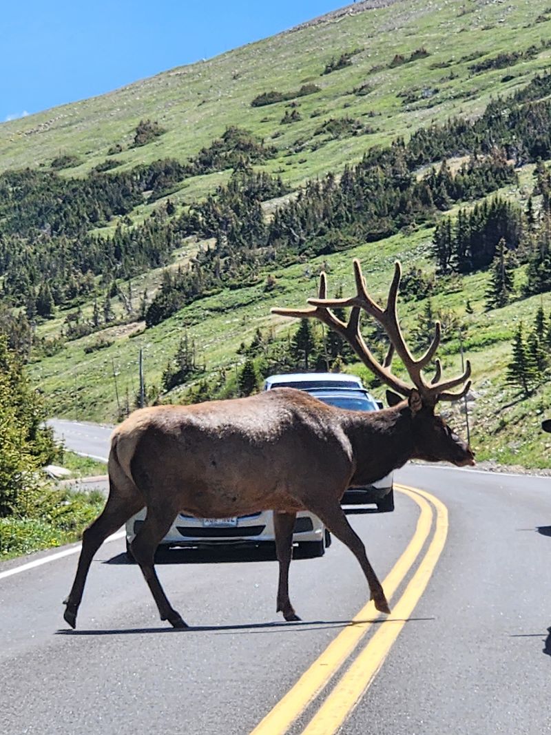 Trail Ridge Road, Rocky Mountain National Park, Estes Park → Grand Lake