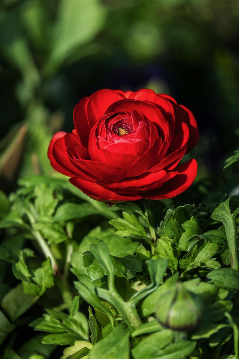 Flower And Fiddle, Searcy