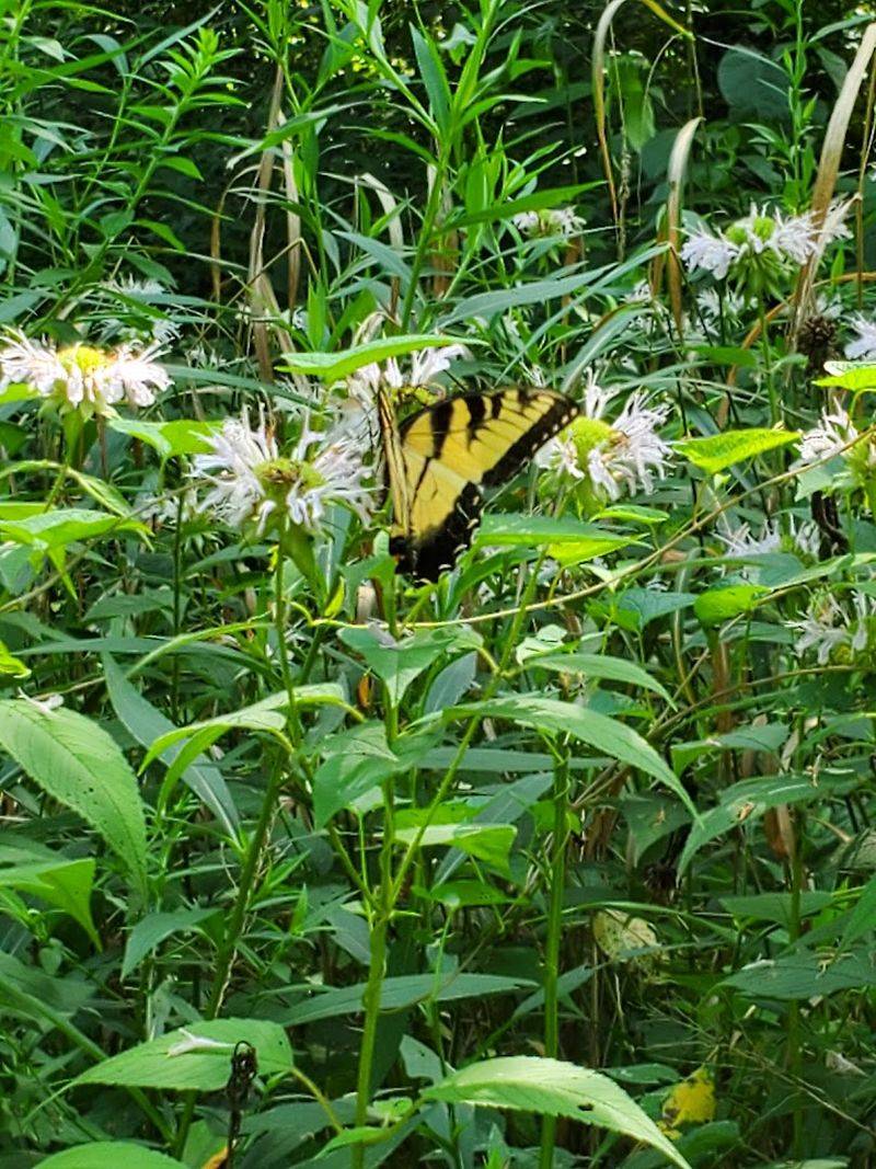 Wildlife Encounters Around Every Corner