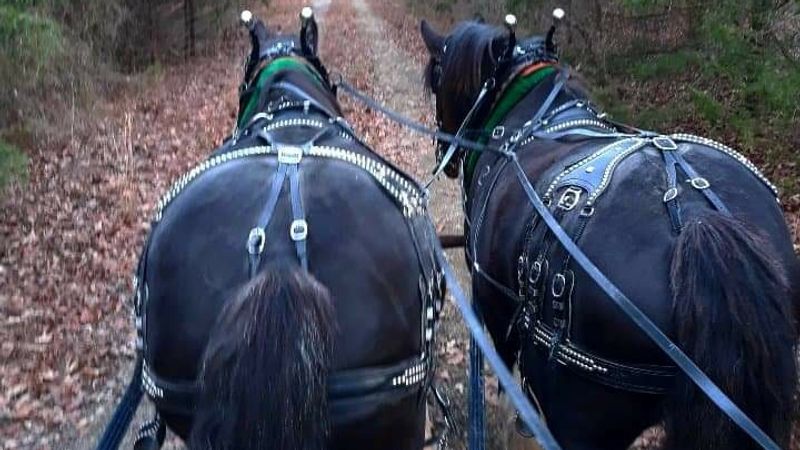 Summit's Valley Shire & Sport Horses, Horseshoe Bend