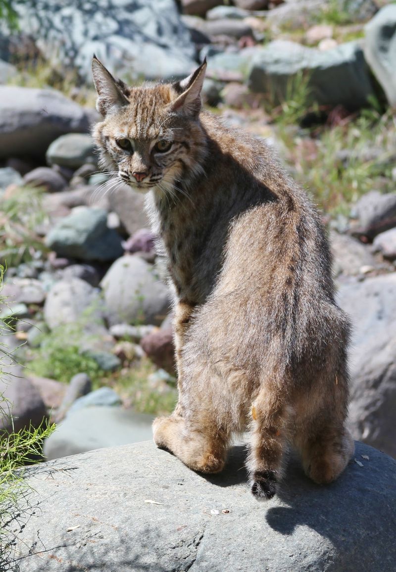 Mountain Lions, Bobcats, and the Big Cats of the Southwest Mountain Lions, Bobcats, and the Big Cats of the Southwest