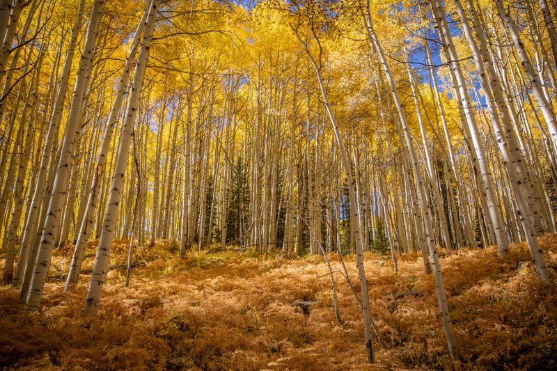 Kebler Pass Aspen Groves